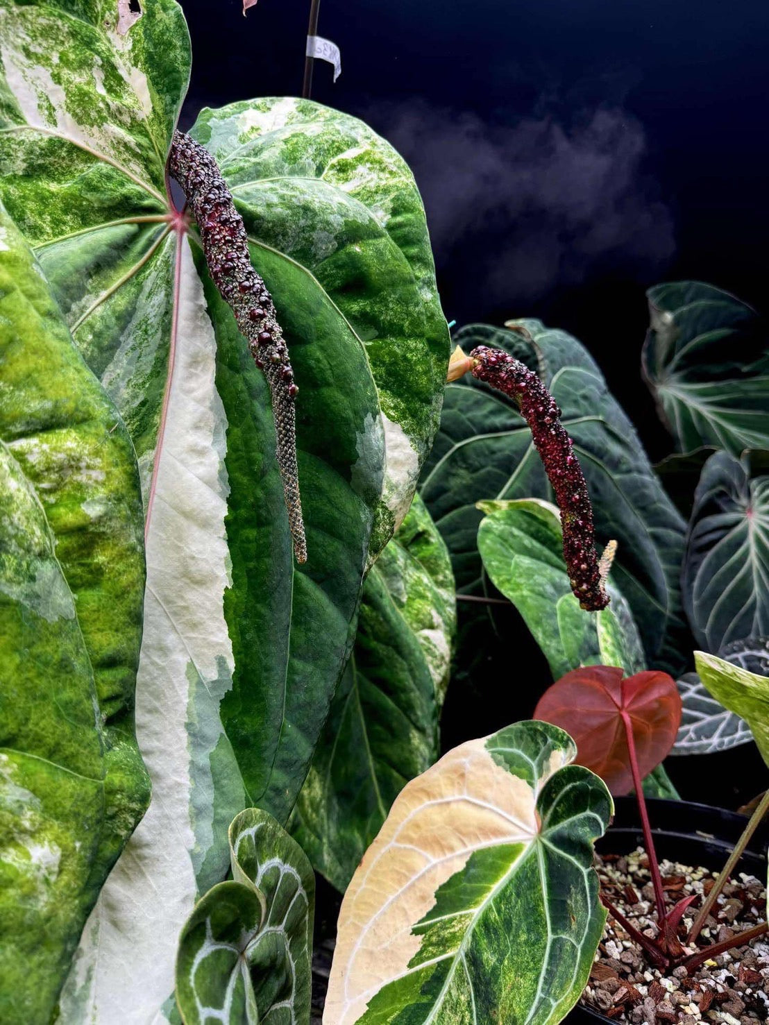 アンスリウム Anthurium – RARE PLANTS JAPAN (レアプランツ