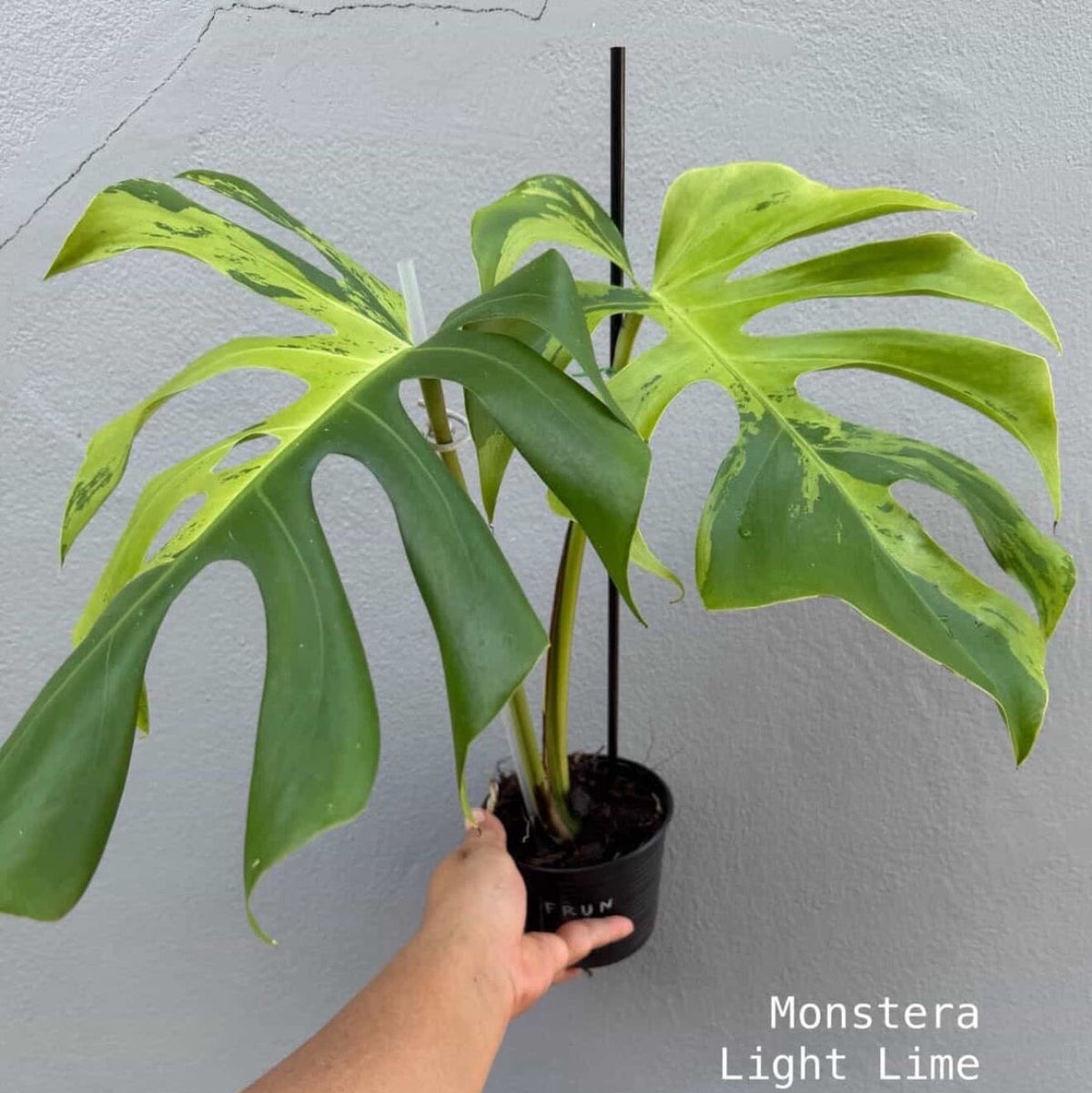 【Live販売】 17番 モンステラ・デリシオーサ 'ライトライム'