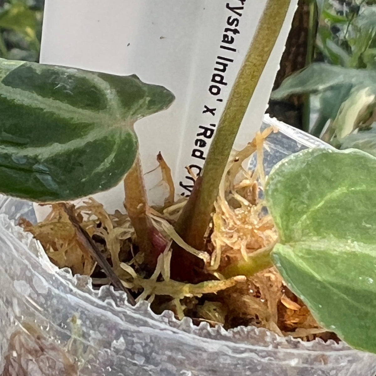 【選択可能】【選抜】アンスリウム Anthurium ‘Crystal Indo’ × ‘Red Crystal Tezula’