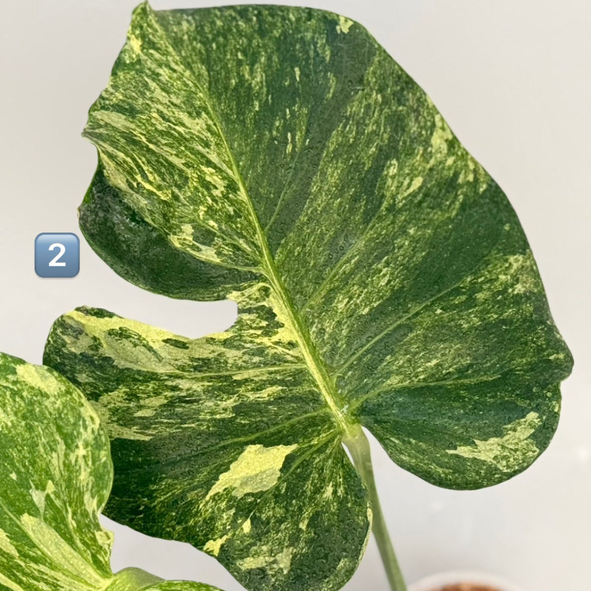 【タイナーセリー直売】 023番 モンステラ・デリシオーサ 'オーシャンミント' 【送料着払い】