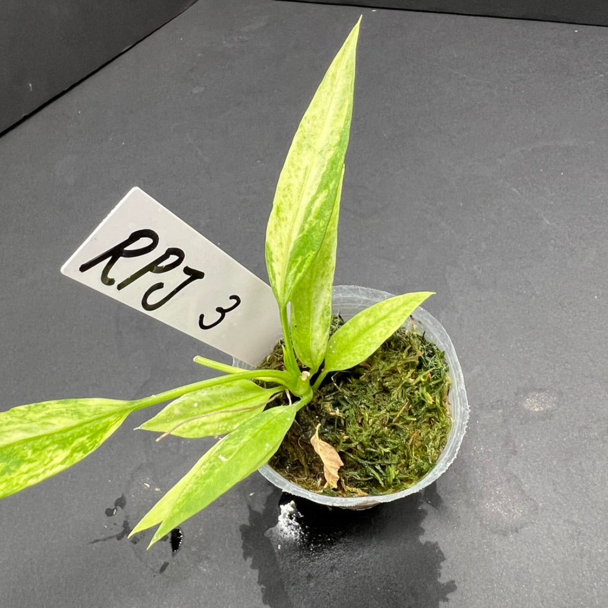 アンスリウム ビッタリフォリウム 斑入り 2号ポリポット