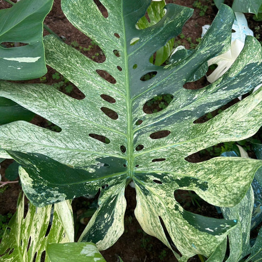 【限定2株/シロウト園芸選抜】モンステラ デリシオーサ 'ミント 斑入り'2号