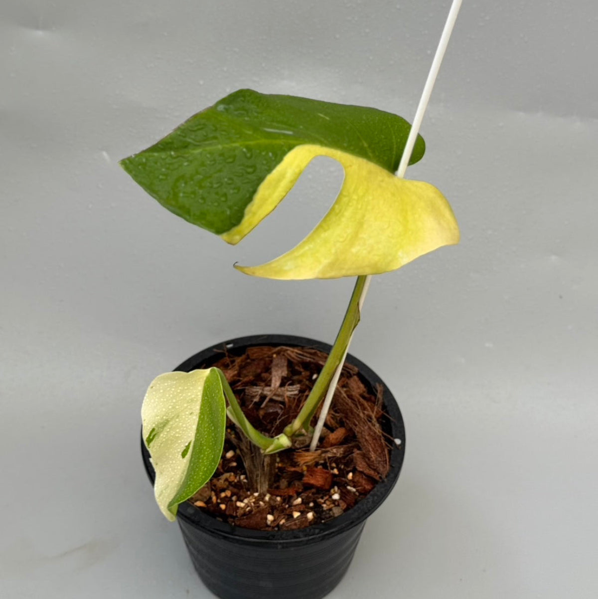 モンステラ ライトライム Monstera Light Lime トップカット タイナーセリー直売】モンステラ デリシオーサ 'ライトライム'【送料