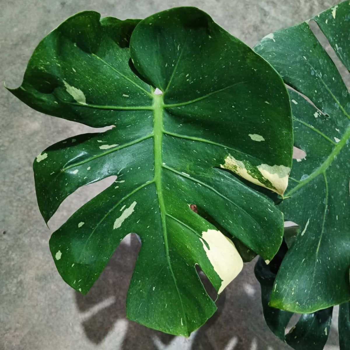 【Live販売】2番 モンステラ・デリシオーサ 'スコーピオン'