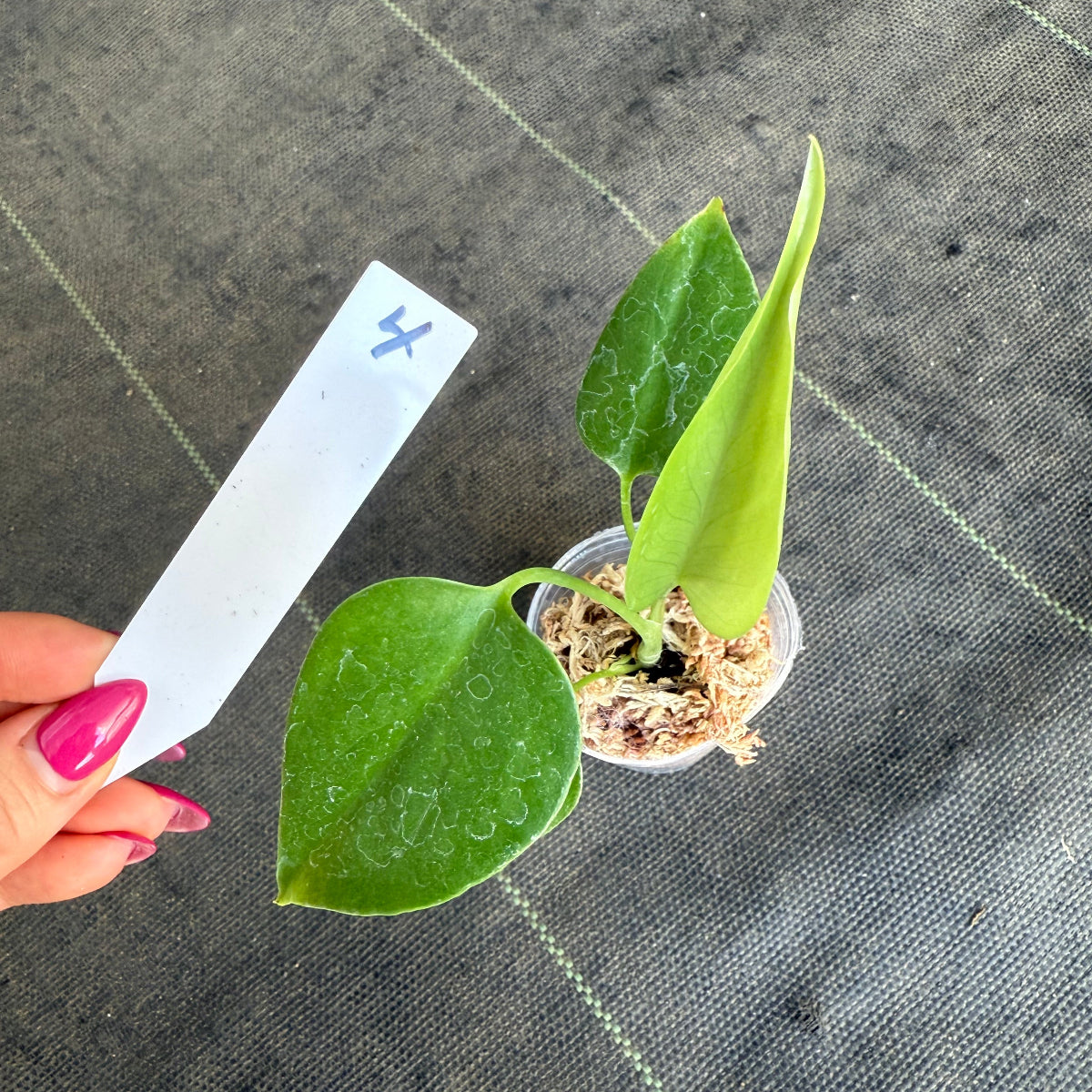 【希少/再入荷】モンステラ・デリシオーサ var.シエラナ 2号サイズ