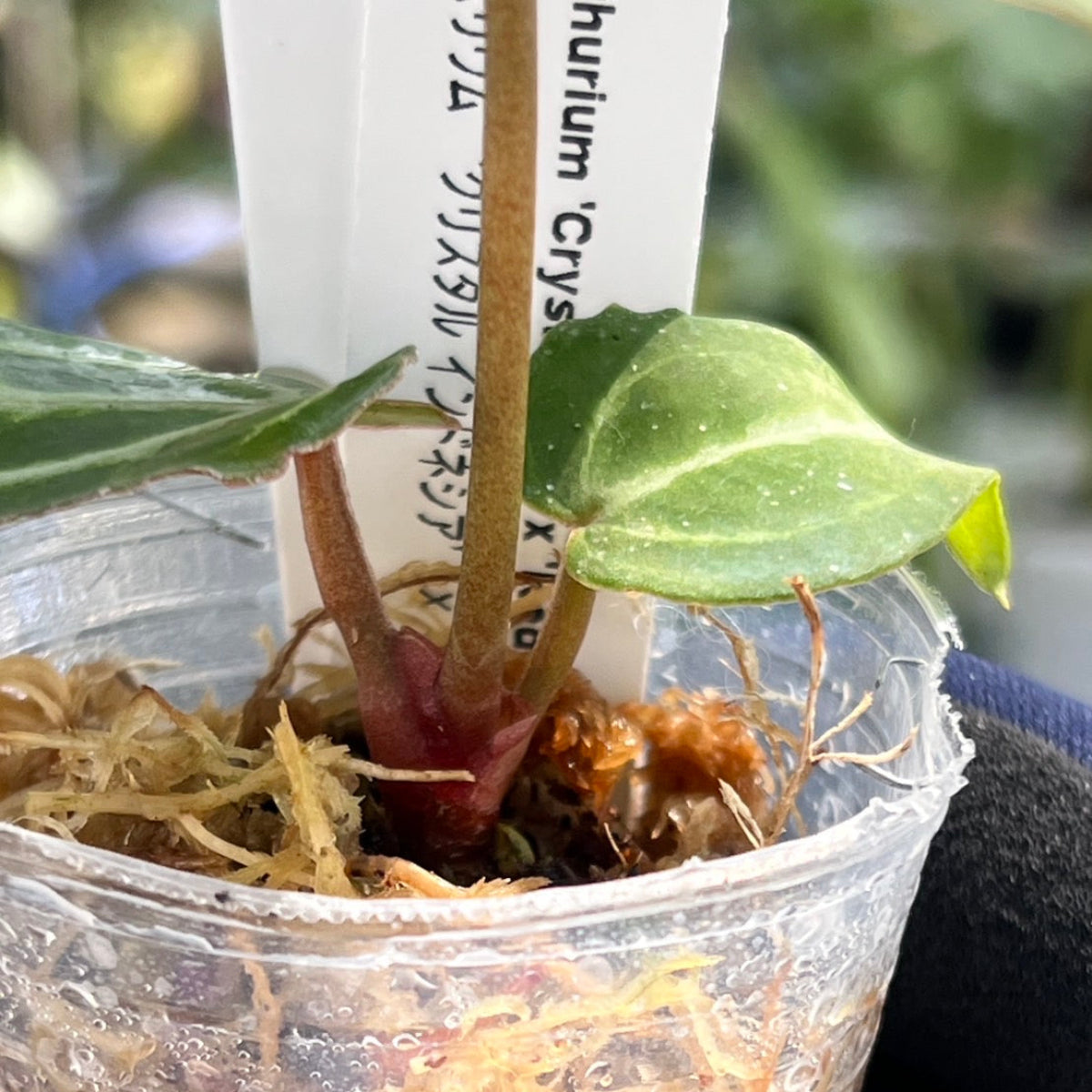 【選択可能】【選抜】アンスリウム Anthurium ‘Crystal Indo’ × ‘Red Crystal Tezula’