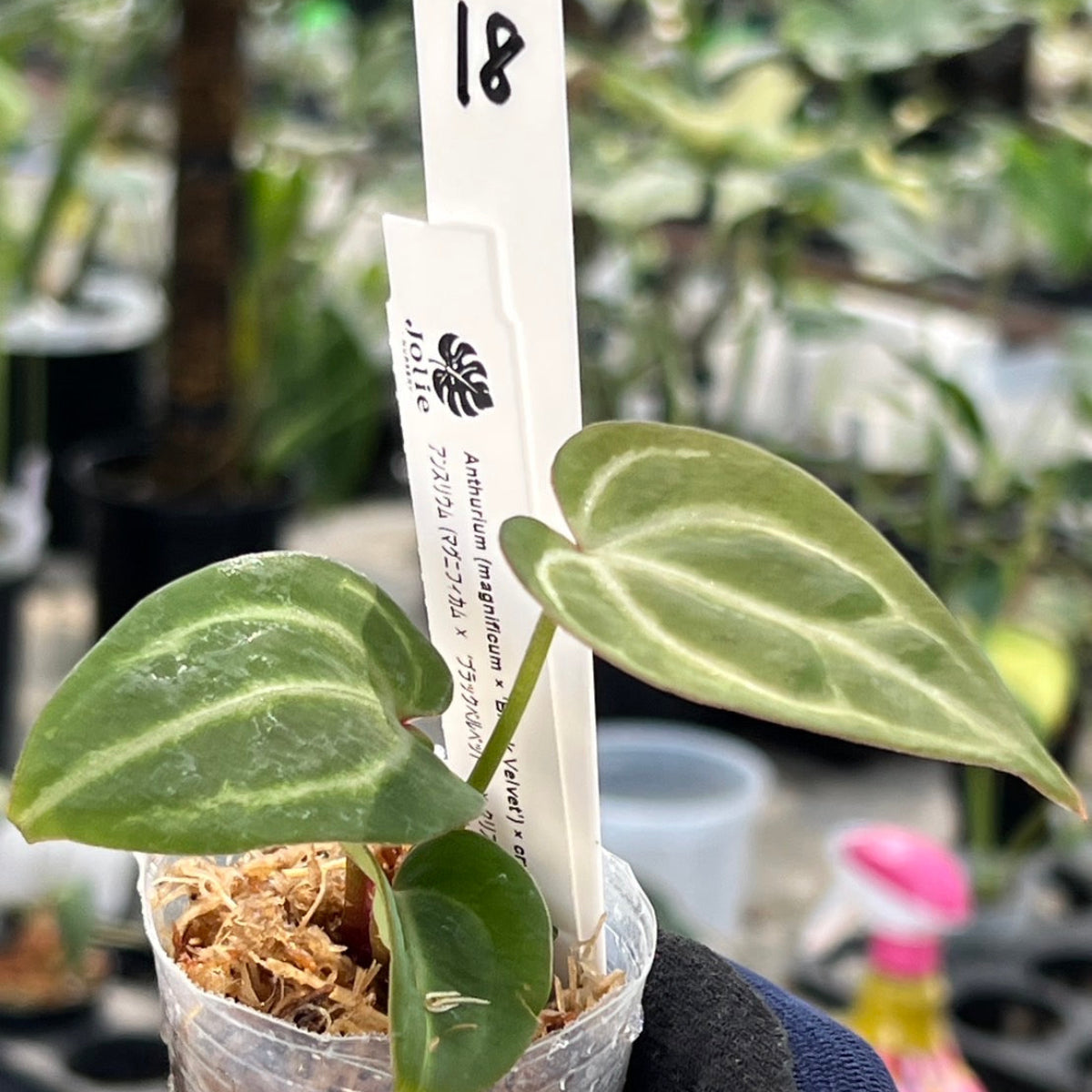 【選択可能】【選抜】アンスリウム Anthurium (magnificum × ‘Black Velvet’) × crystallinum × ‘Michelle’ F3