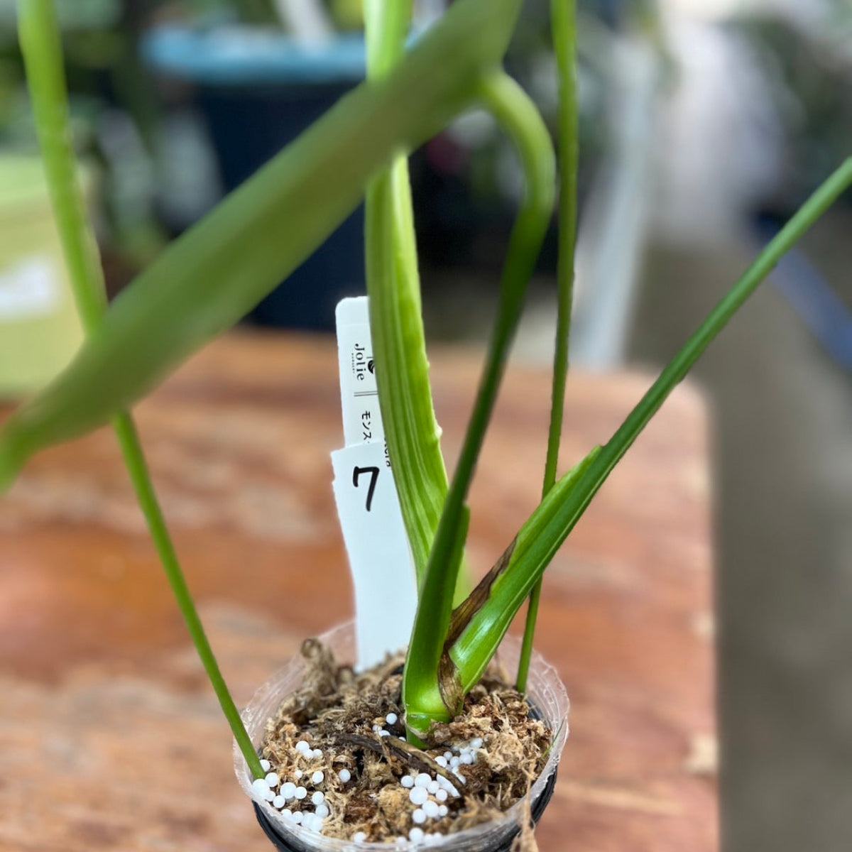 【ウィンターセール】モンステラ・デリシオーサ 'ベトシオーサ'