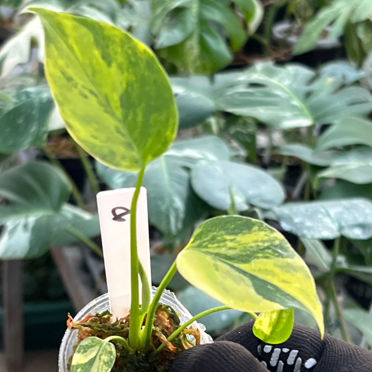 モンステラ・デリシオーサ 'イエローマリリン' 2号