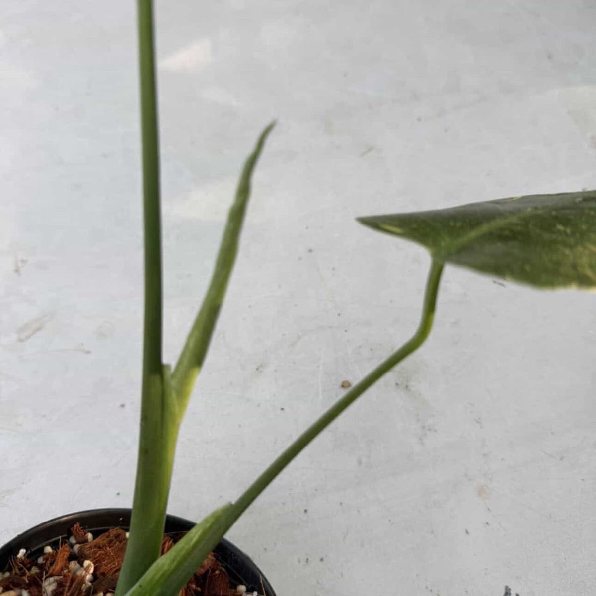 【Live販売】 9番 モンステラ・デリシオーサ 'サンダーボルト'