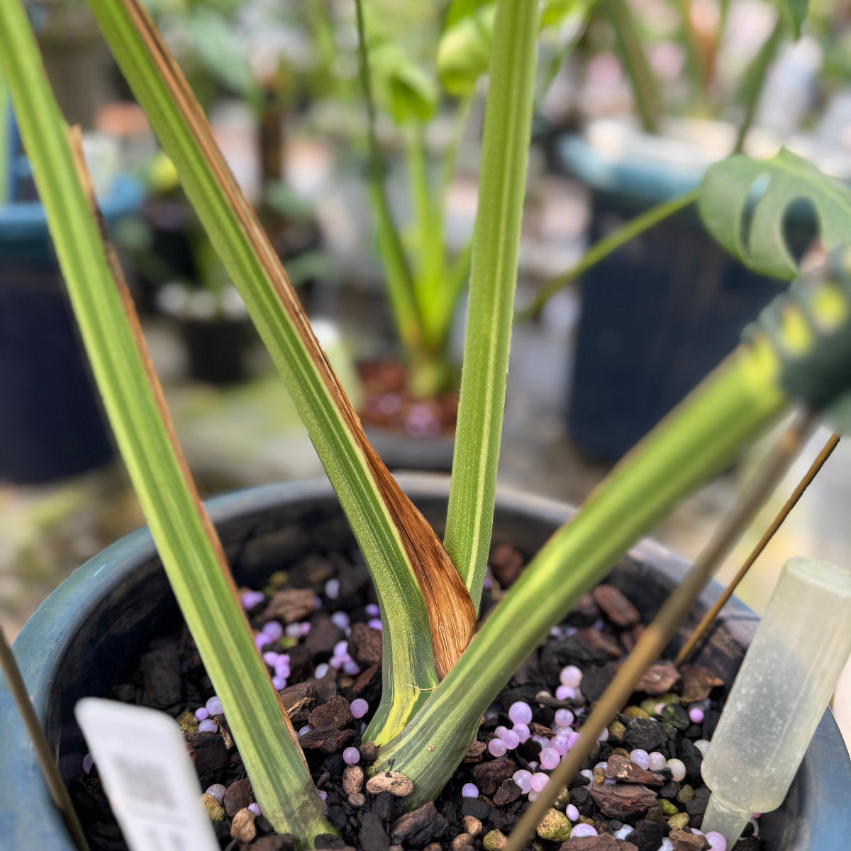 【コレクション】モンステラ 'ボルシギアナミント'