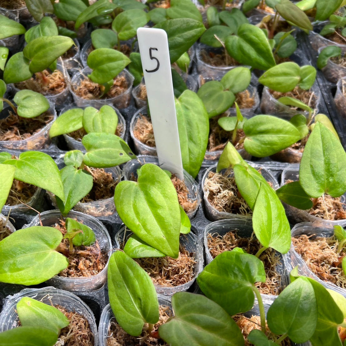 アンスリウム Anthurium 'Blue papillilaminum’ × ‘X-One’
