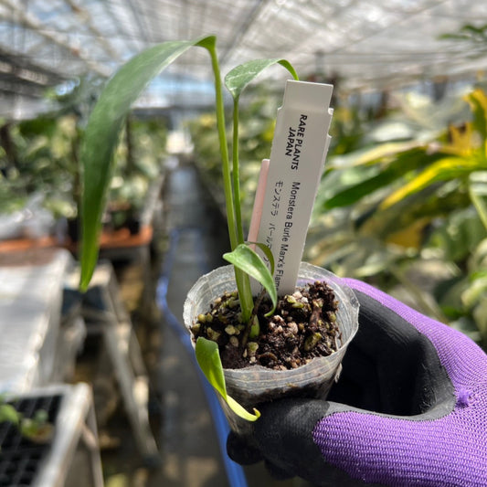 モンステラ 'バールマルクスフレイム(フレーム)' 2号ポリポット TC株 順化済み