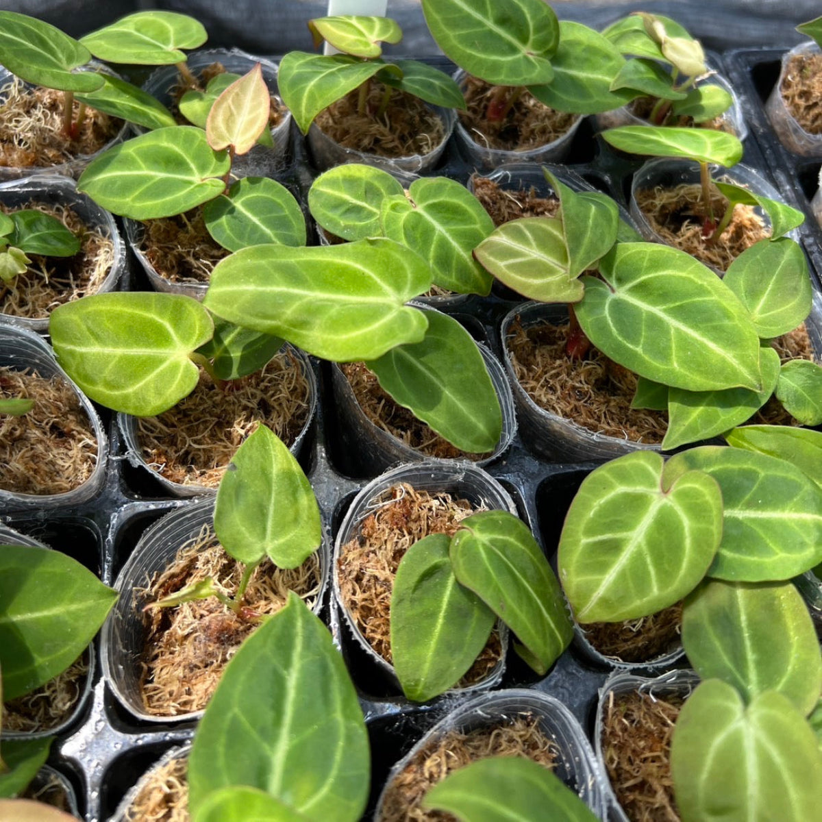 アンスリウム Anthurium 'King of Spades(KOS) hybrid