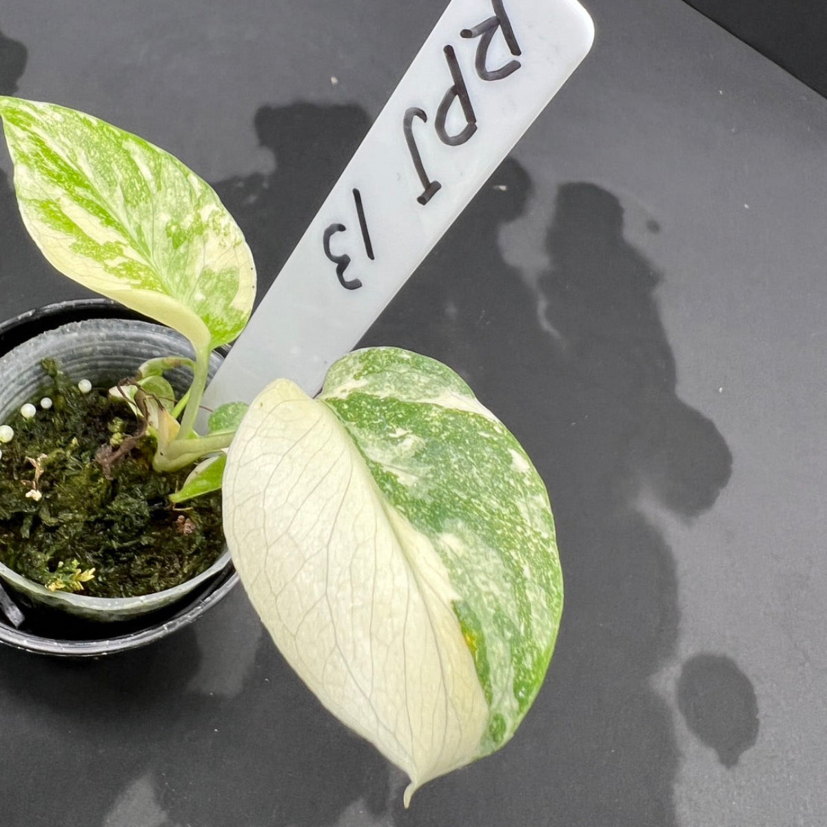 【シロウト園芸選抜株/2/4.5号サイズ】モンステラ・デリシオーサ 'タイコンステレーション'