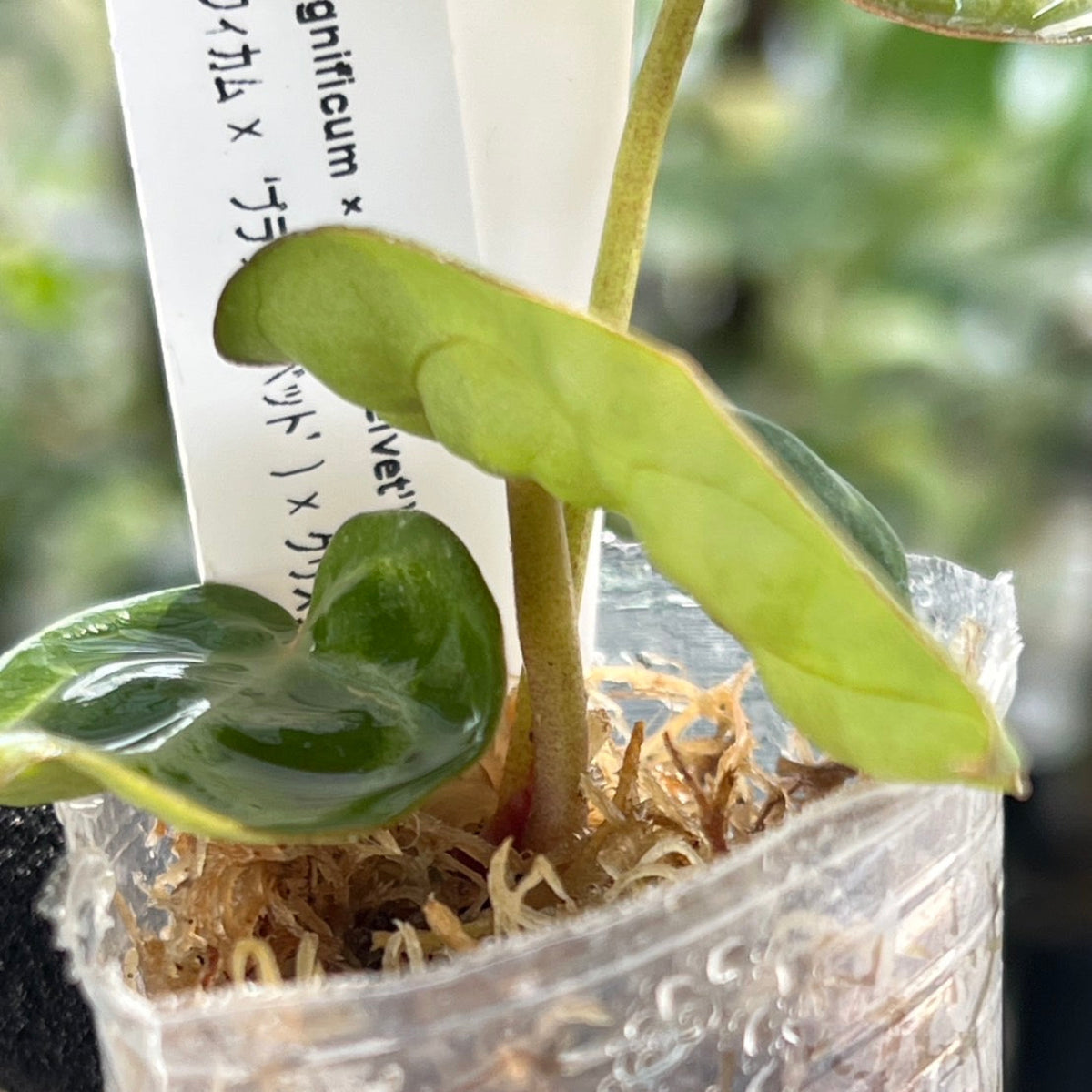 【選択可能】【選抜】アンスリウム Anthurium (magnificum × ‘Black Velvet’) × crystallinum × ‘Michelle’ F3