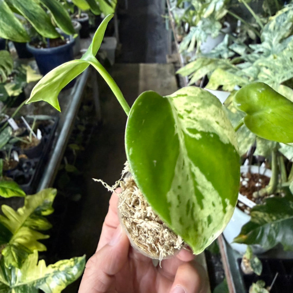 【選抜/コレクション】モンステラ・デリシオーサ 'ベトシオーサ'2号サイズ