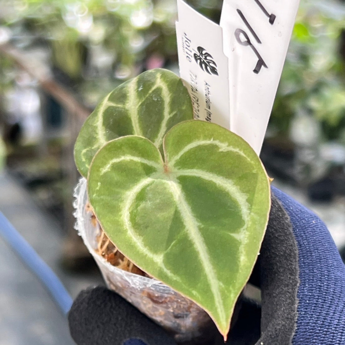 【選択可能】【選抜】アンスリウム Anthurium (magnificum × ‘Black Velvet’) × crystallinum × ‘Michelle’ F3