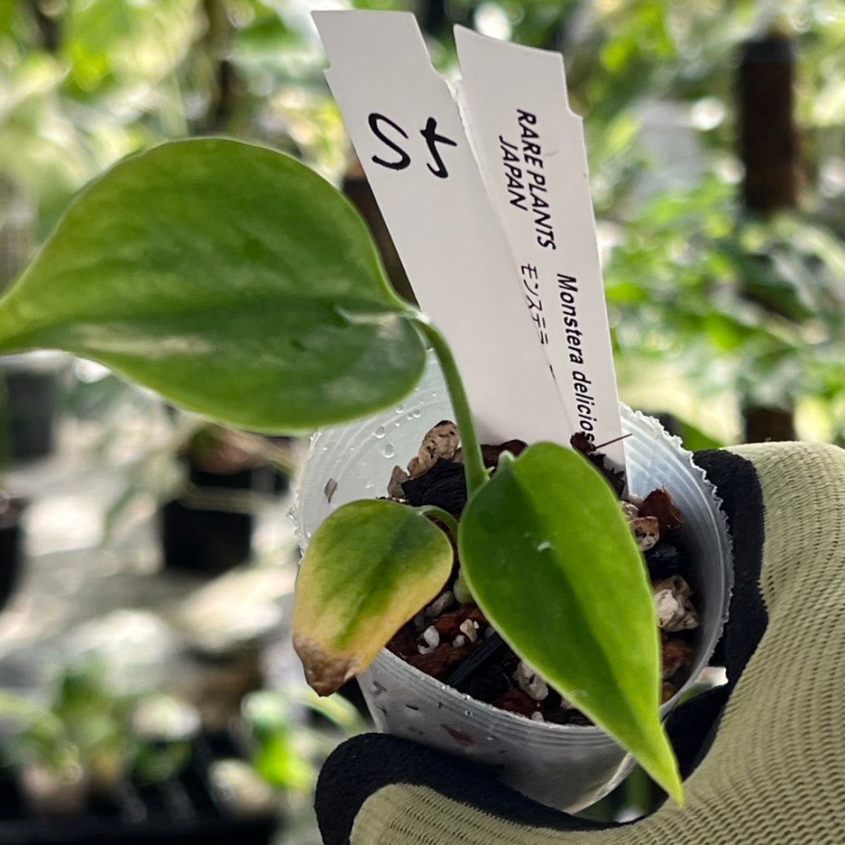 【シロウト園芸選抜/希少】モンステラ・デリシオーサ var.シエラナ 2号サイズ カオスチップ植え