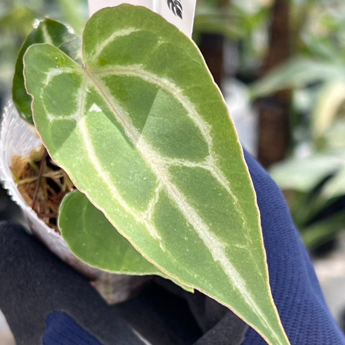 【選択可能】【選抜】アンスリウム Anthurium ‘Crystal Indo’ × ‘Red Crystal Tezula’