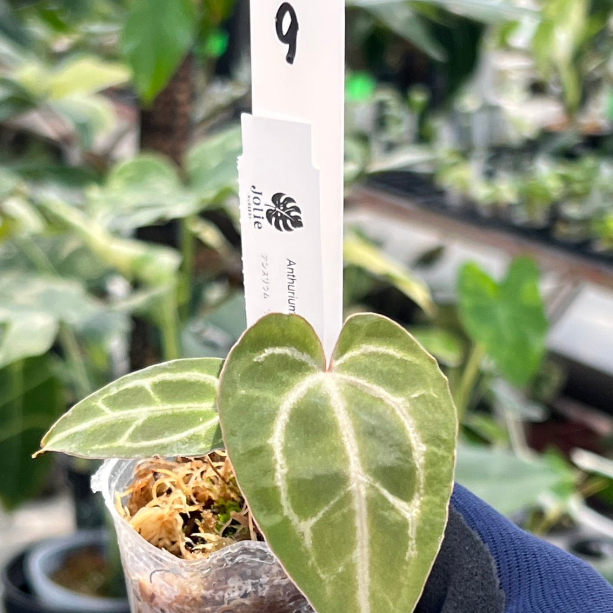 【選択可能】【選抜】アンスリウム Anthurium ‘Crystal Indo’ × ‘Red Crystal Tezula’