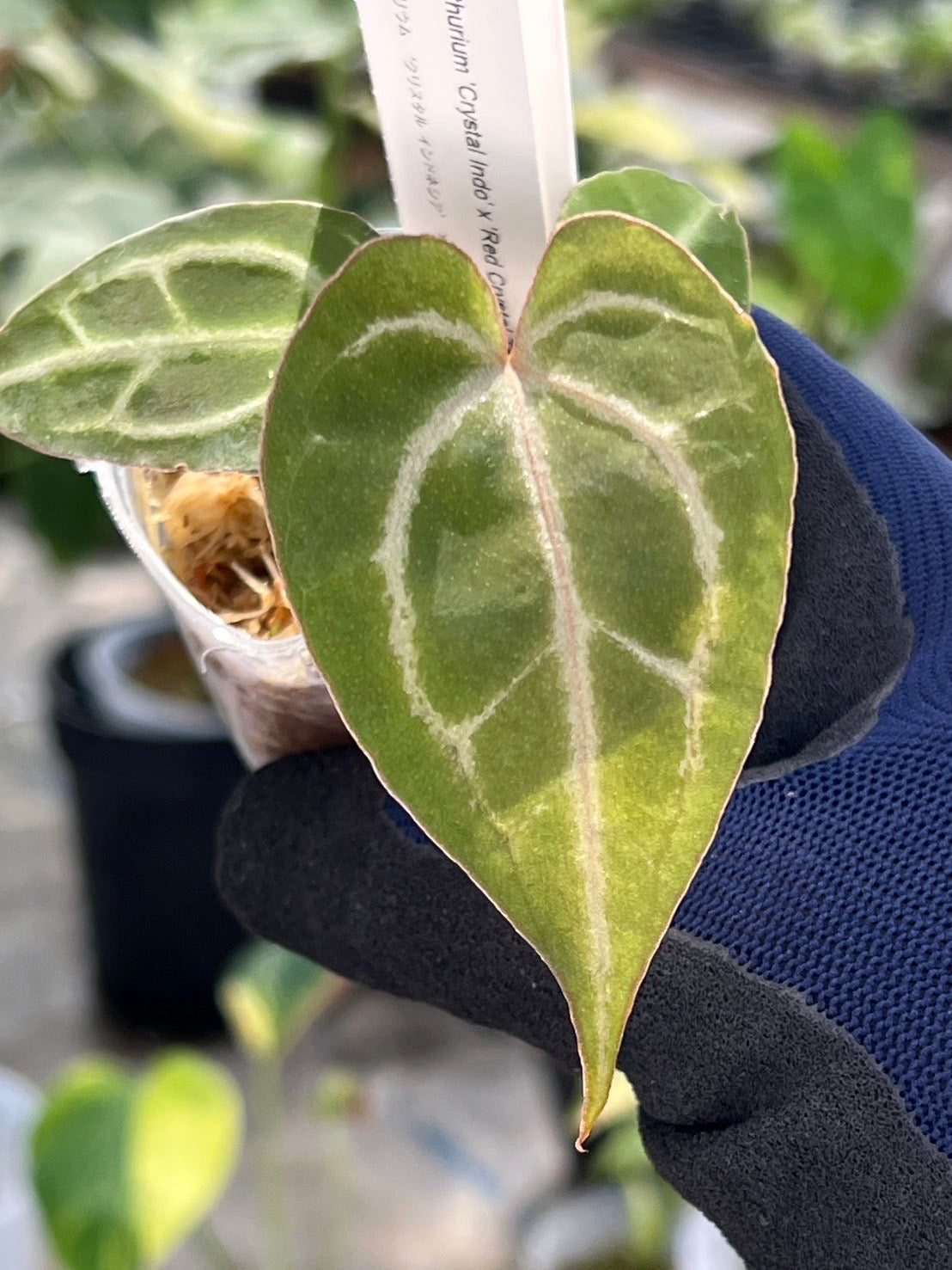 【選択可能】【選抜】アンスリウム Anthurium ‘Crystal Indo’ × ‘Red Crystal Tezula’