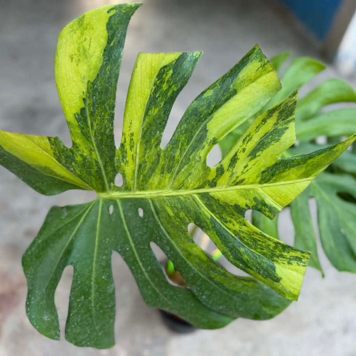 【Live販売】 38番 モンステラ・デリシオーサ NOID『005』