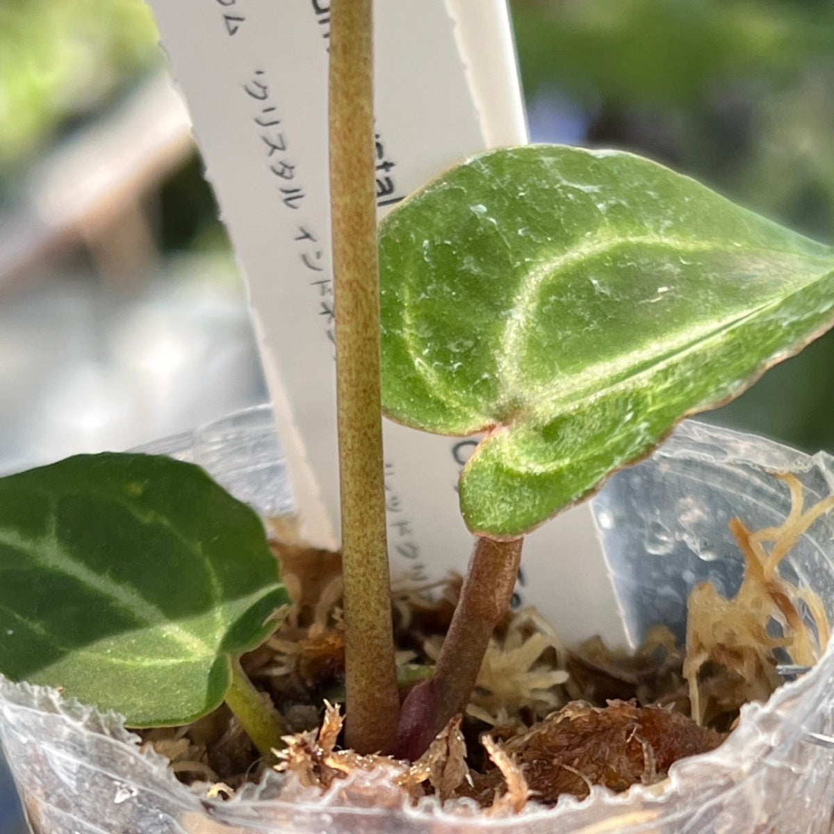 【選択可能】【選抜】アンスリウム Anthurium ‘Crystal Indo’ × ‘Red Crystal Tezula’