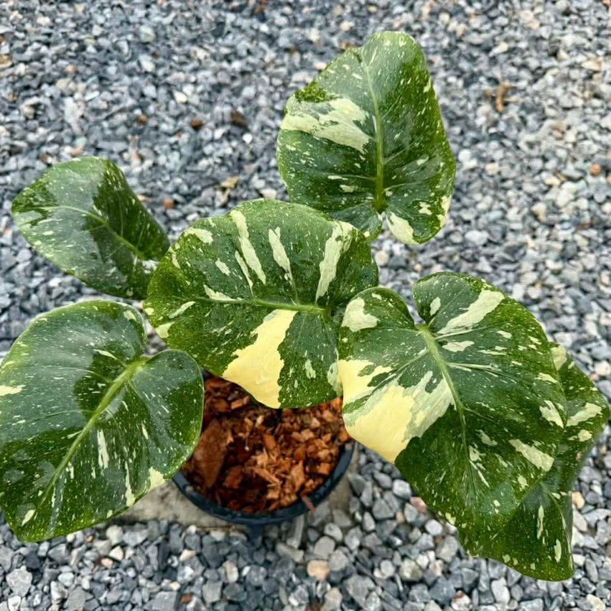 【Live販売】 69番 モンステラ・デリシオーサ 'アンブレラ'002