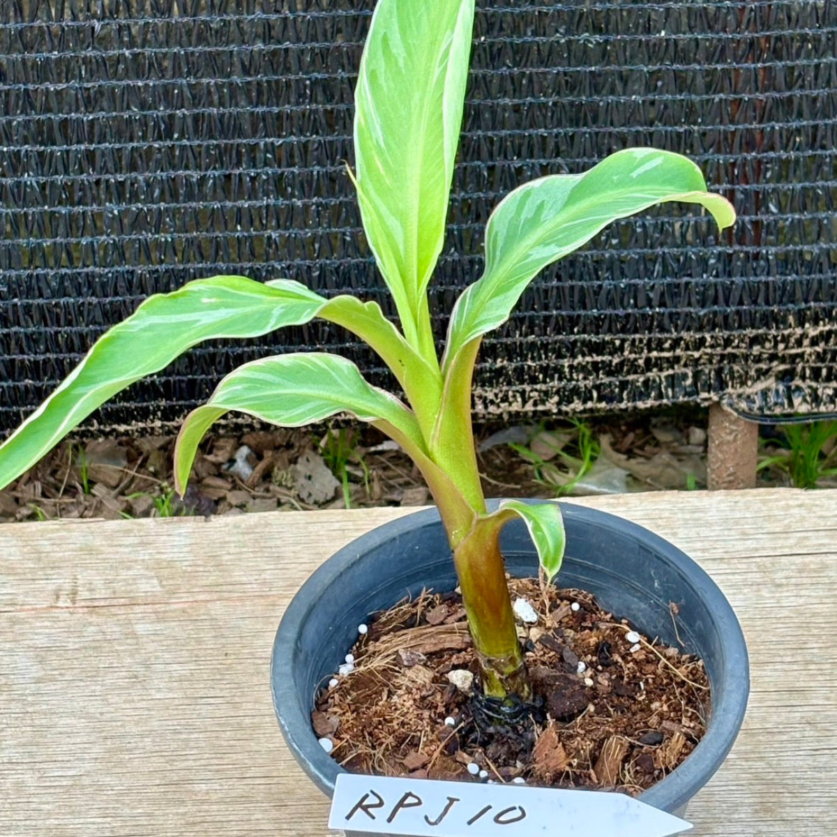 【選択可能】ムサ 'ノノ ピンク斑入り'(バナナ)