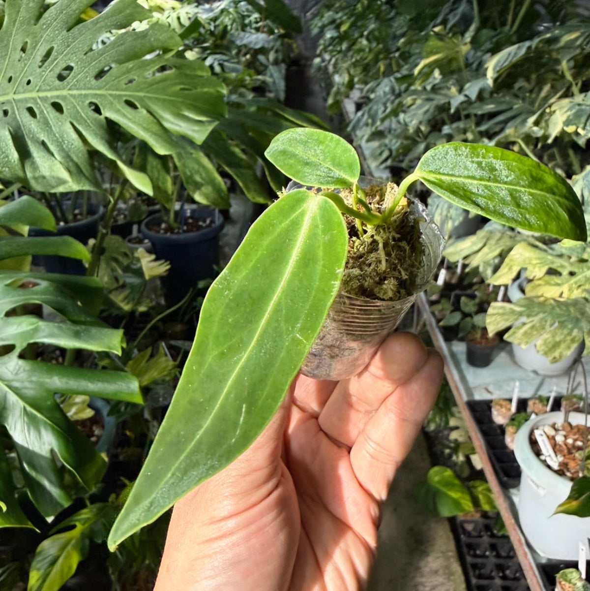 再入荷】アンスリウム ワロクアナム 2号ポリポット – RARE PLANTS