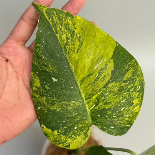 【タイナーセリー直売】モンステラ デリシオーサ 'ミラクル'トップカット【送料着払い】【159】