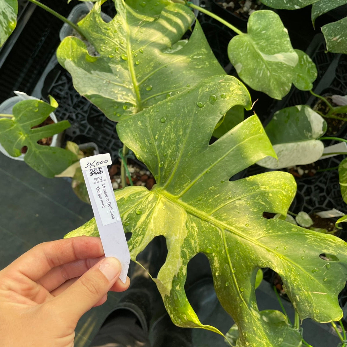 モンステラ デリシオーサ ミント #1 Live販売8-120】モンステラ デリシオーサ 'オーシャンミント' – RARE