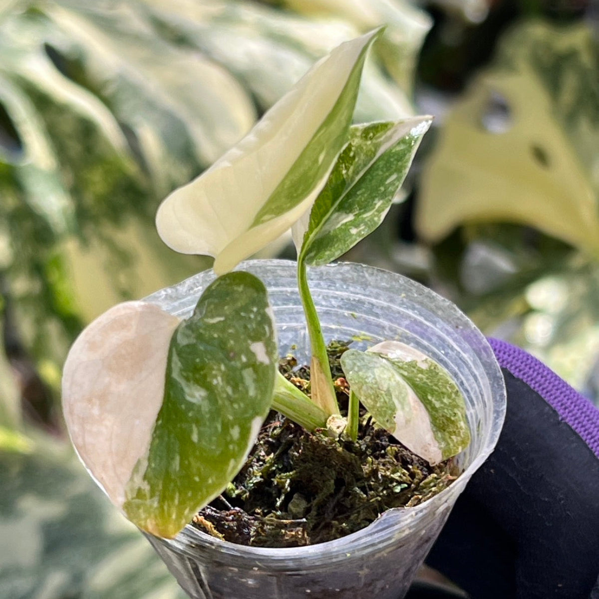 プロが選抜【2号サイズ】モンステラ・デリシオーサ 'タイコンステレーション'