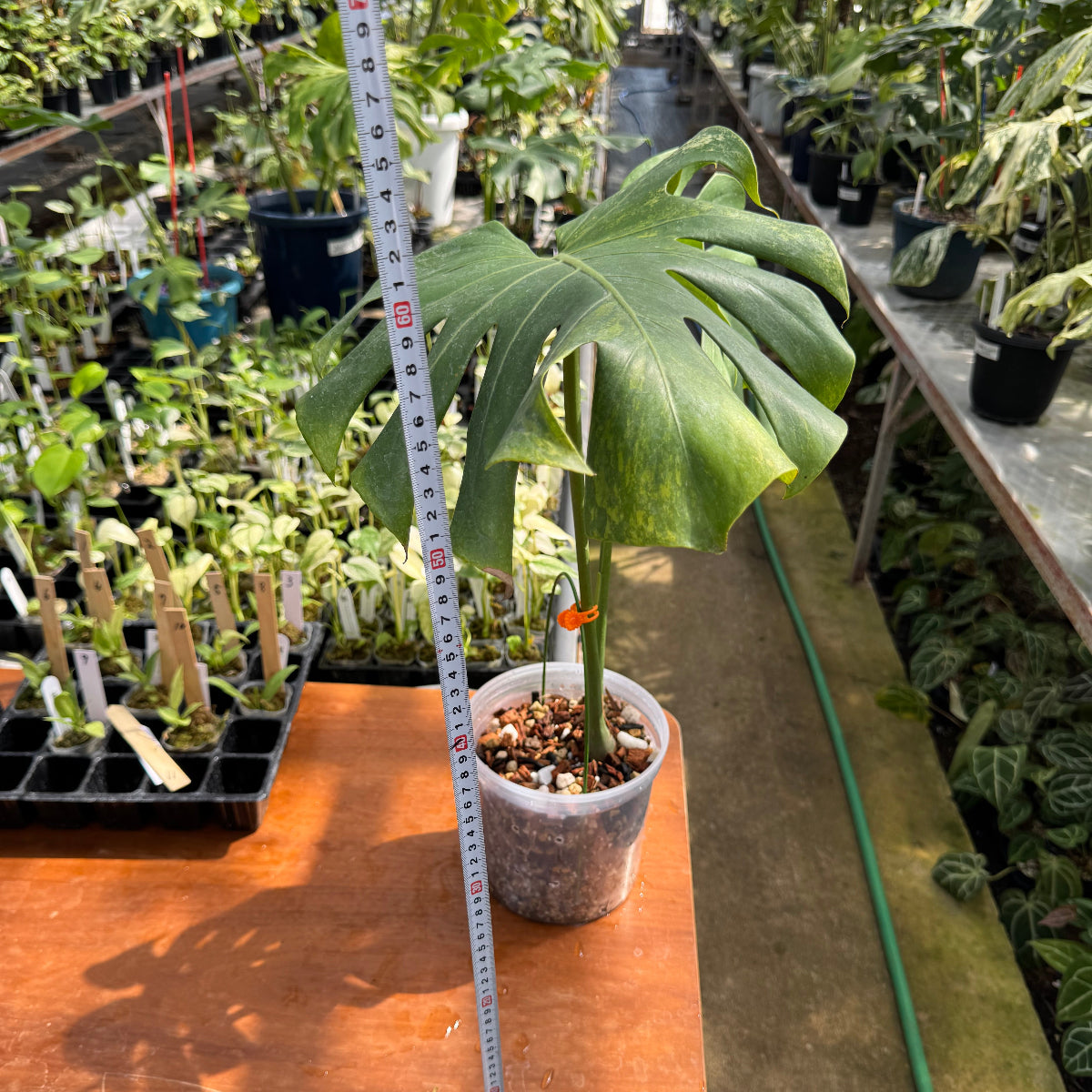 【コレクション】モンステラ デリシオーサ  白斑黄斑入り 希少種