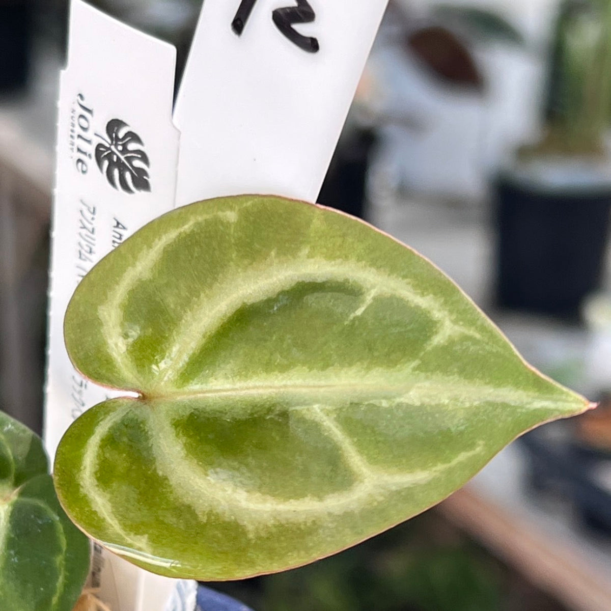 【選択可能】【選抜】アンスリウム Anthurium (magnificum × ‘Black Velvet’) × crystallinum × ‘Michelle’ F3