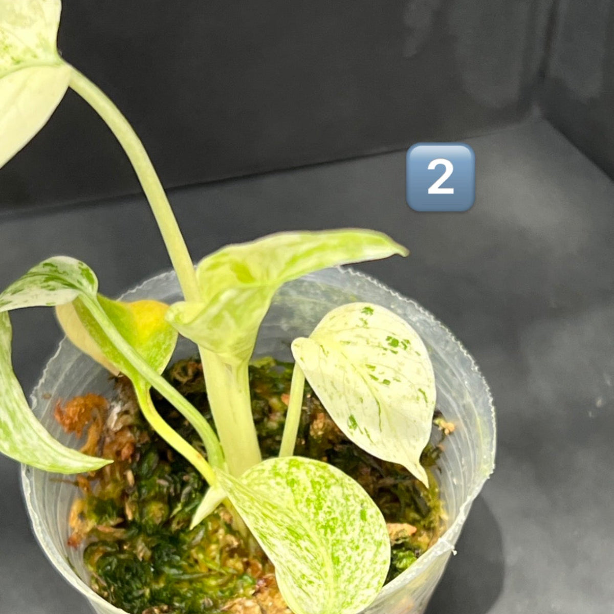 【限定1株ずつ/順化済み】モンステラ・デリシオーサ 'レガシー' / 'ミント'