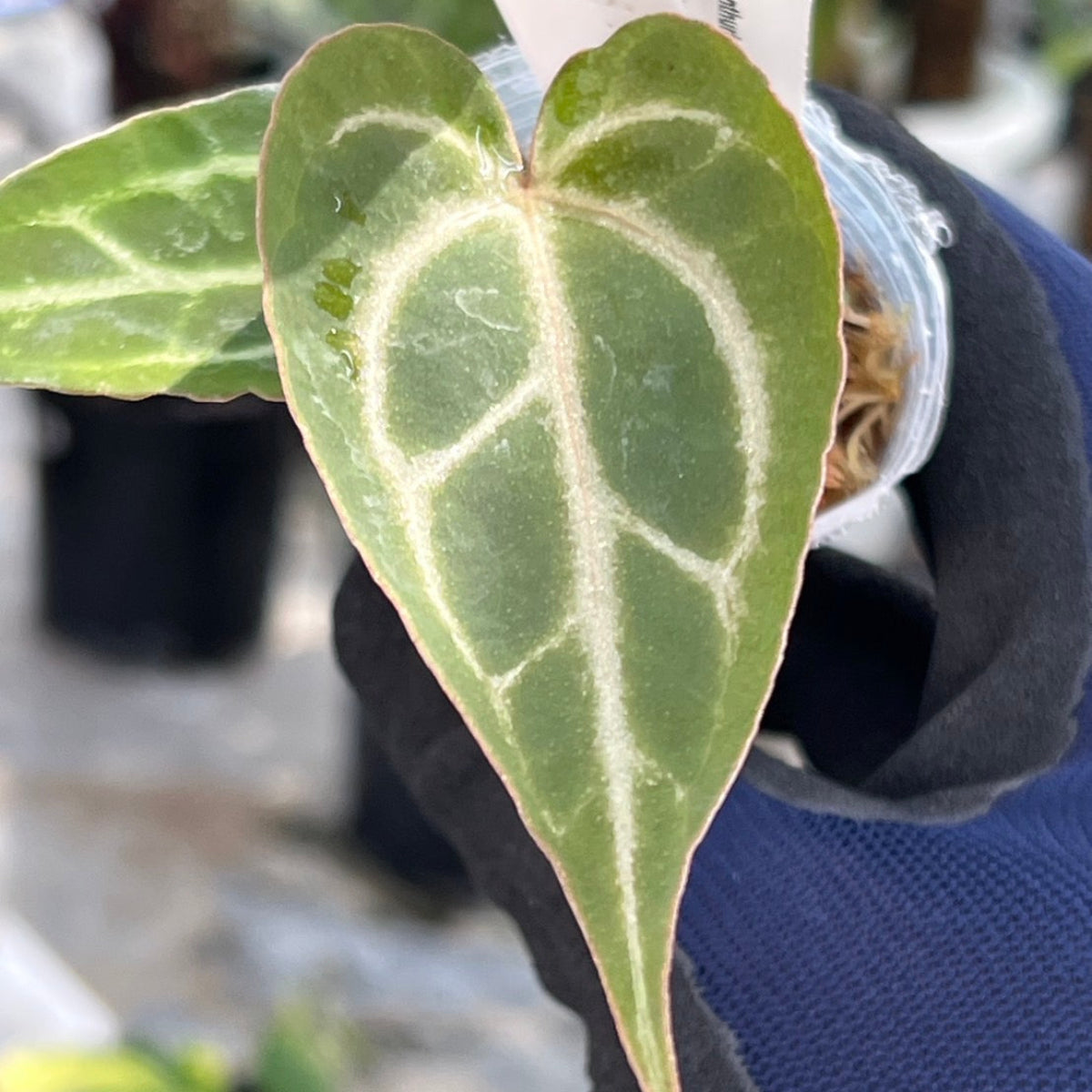 【選択可能】【選抜】アンスリウム Anthurium ‘Crystal Indo’ × ‘Red Crystal Tezula’