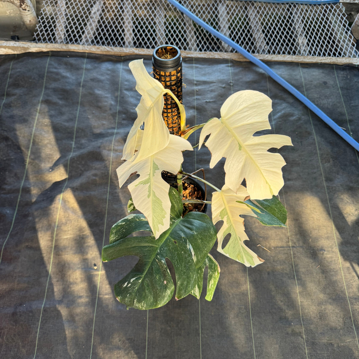 67 モンステラ　ボルギシアナ　アルボ　白斑入り　鉢モスポール付き モンステラ ボルギシアナ アルボ ホワイトタイガー斑入り