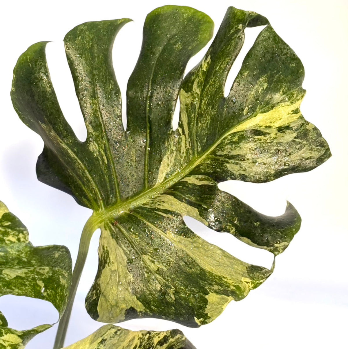 【タイナーセリー直売】モンステラ デリシオーサ 'オーシャンミント'トップカット【送料着払い】【162】