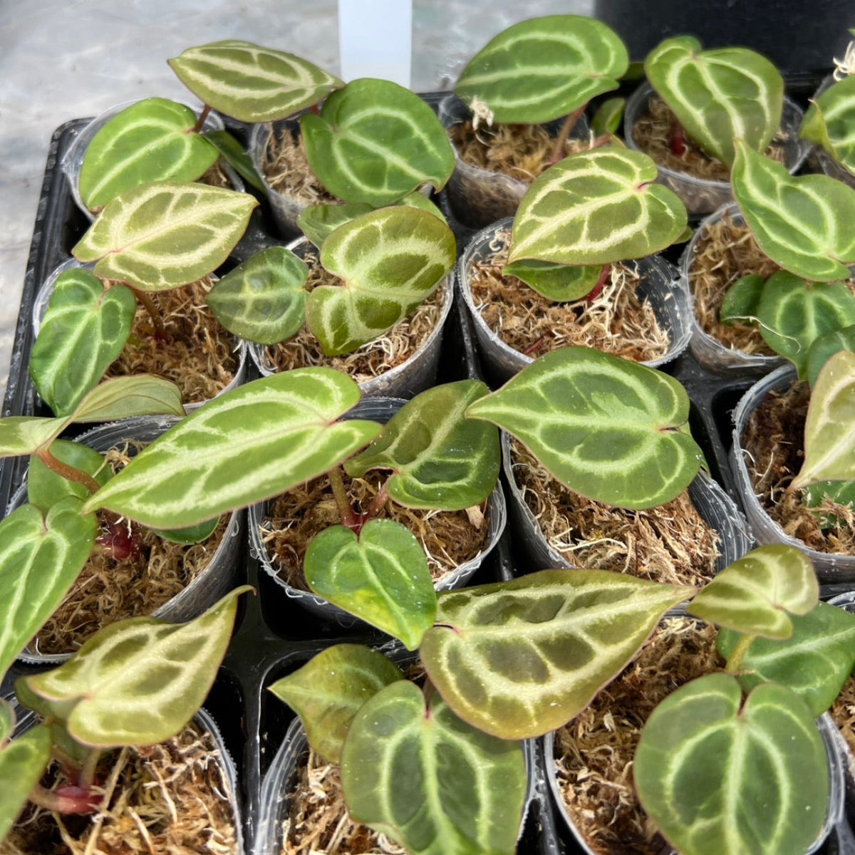 アンスリウム Anthurium (magnificum × ‘Black Velvet’) × crystallinum × ‘Michelle’ F3