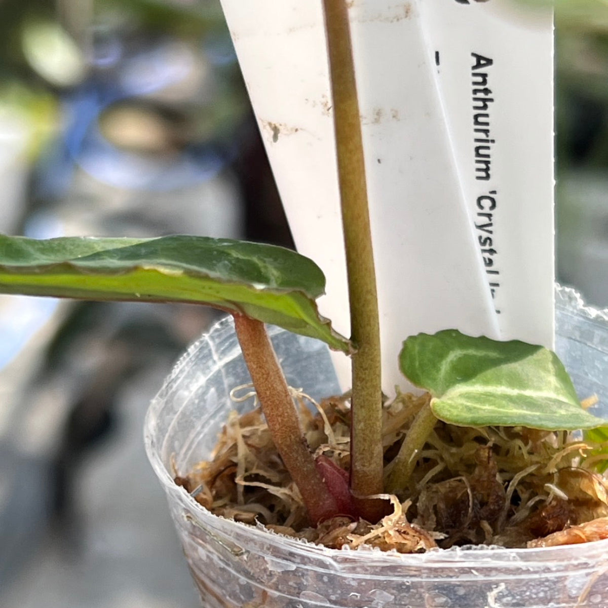 【選択可能】【選抜】アンスリウム Anthurium ‘Crystal Indo’ × ‘Red Crystal Tezula’
