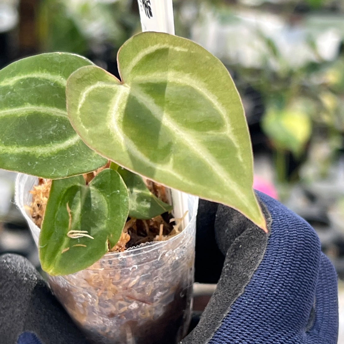 【選択可能】【選抜】アンスリウム Anthurium (magnificum × ‘Black Velvet’) × crystallinum × ‘Michelle’ F3