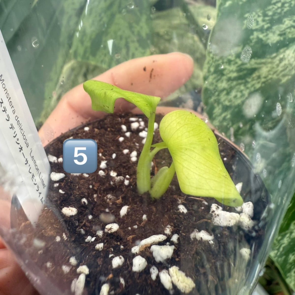 60%OFF【希少/選抜】モンステラ デリシオーサ 'レモンライム'