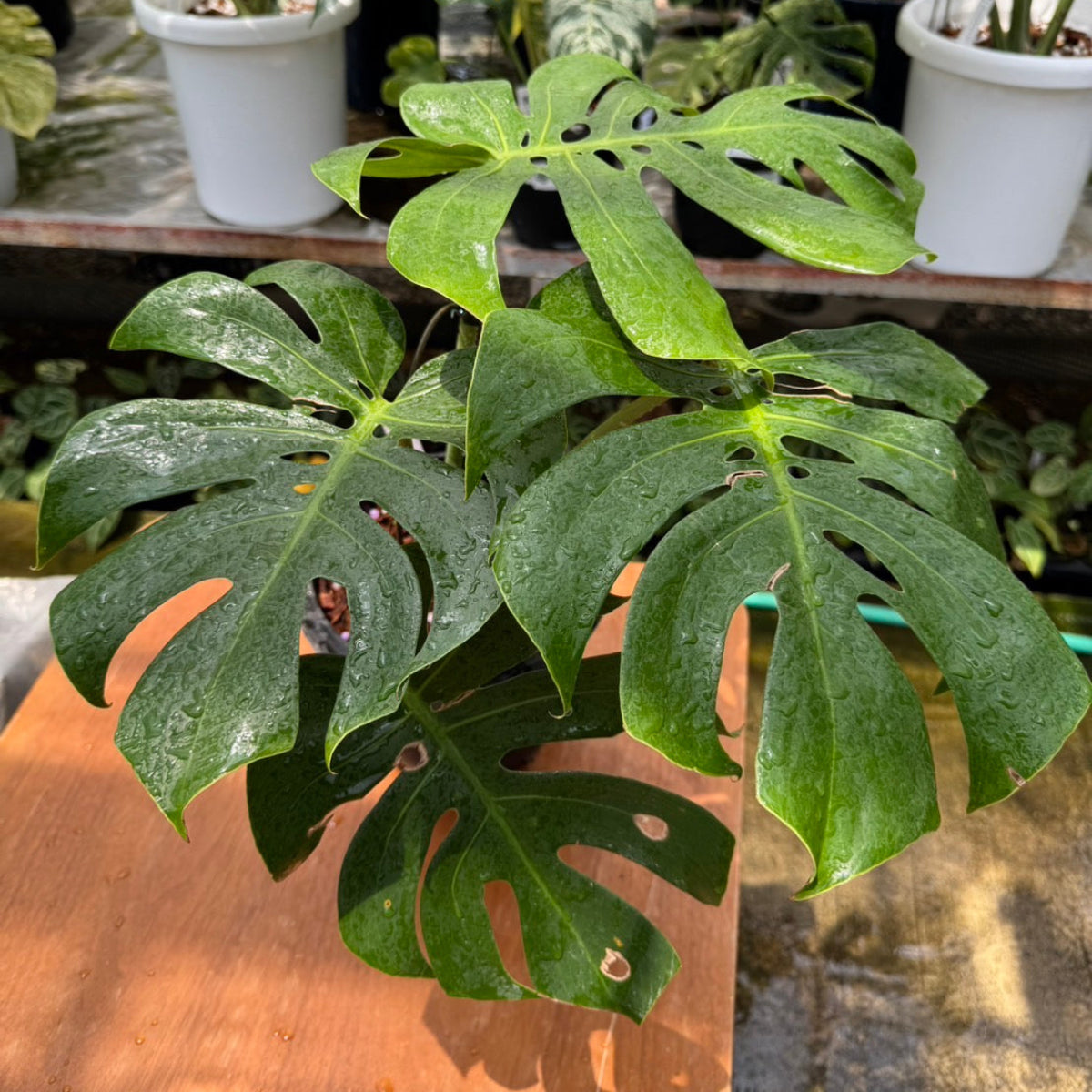 優れた品質 希少】モンステラ デリシオーサ PLANTS RARE – 'マクロコズム' モンステラ・ポトス