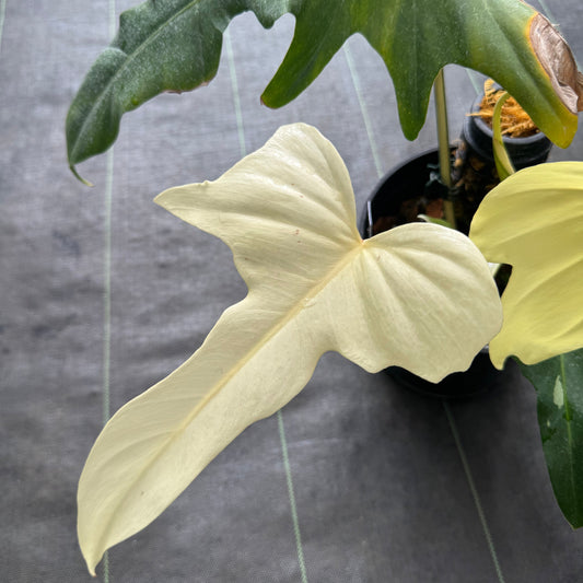 【コレクション】フィロデンドロン 'ゴールデンドラゴン' 斑入り