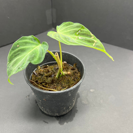 フィロデンドロン 'ベルコーサム' 3.5号サイズ