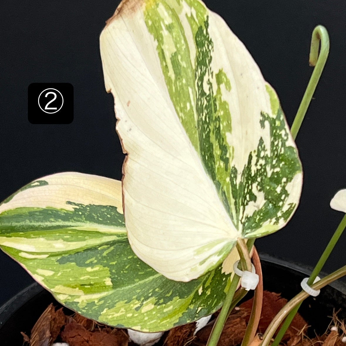 【コレクション】フィロデンドロン・グロリオーサム 'トリカラ―' ヴァリエガータ(斑入り)