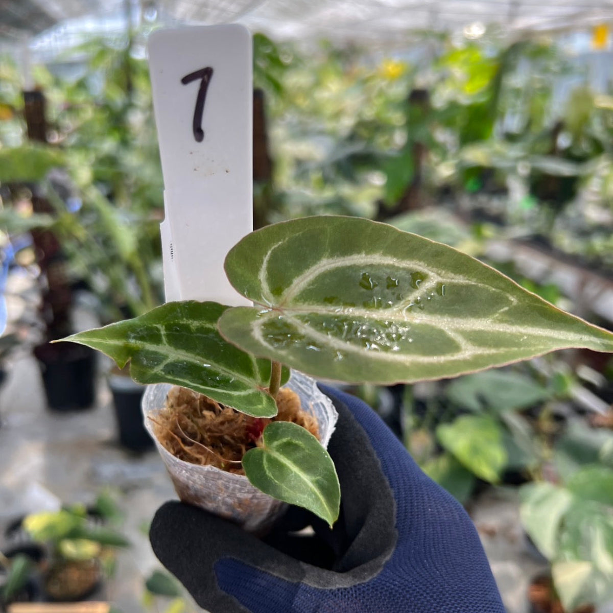 【選択可能】【選抜】アンスリウム Anthurium ‘Crystal Indo’ × ‘Red Crystal Tezula’