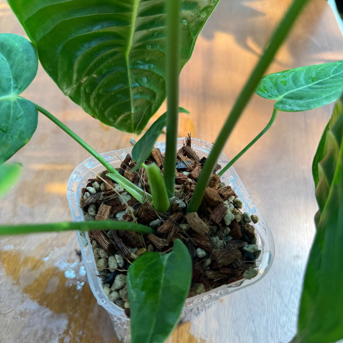 アンスリウム・ベイチー 3号サイズ (ネガミエル×ねこチップ)